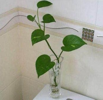 天盤 廁所要放什麼植物